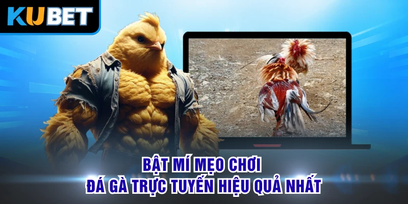 Bật mí mẹo chơi đá gà trực tuyến hiệu quả nhất