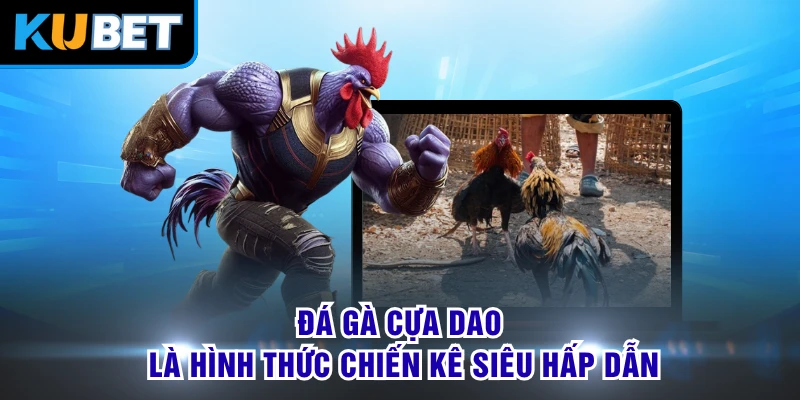 Đá gà cựa dao là hình thức chiến kê siêu hấp dẫn