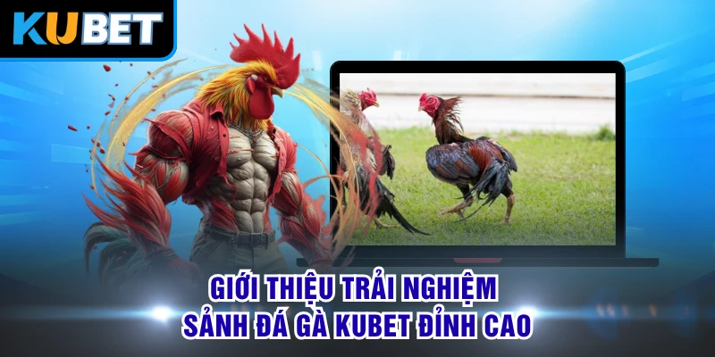 Giới thiệu trải nghiệm sảnh đá gà KUBET đỉnh cao